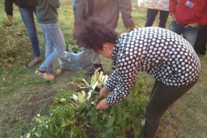 A student harvests vegetables. 