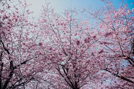 A cherry blossom tree.