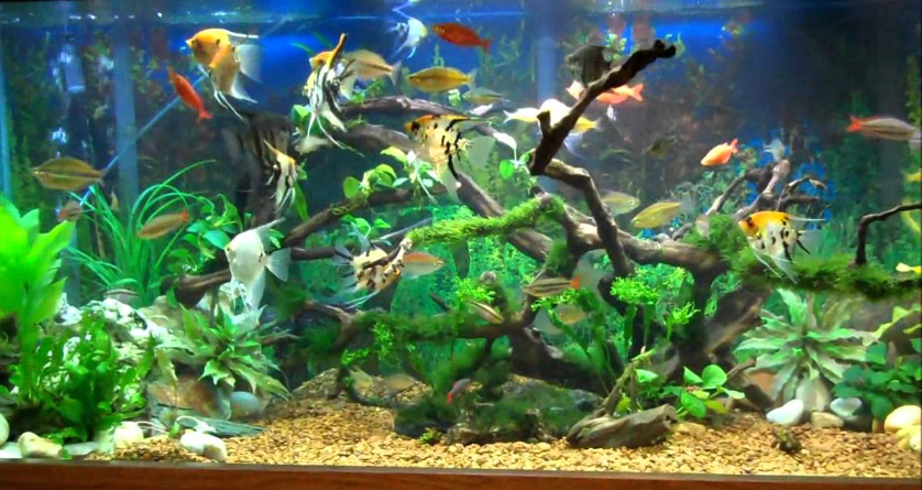 Aquarium Fish Tank Fish Nets Catch - Tropical Coldwater Marine - 3 / 6 /  9