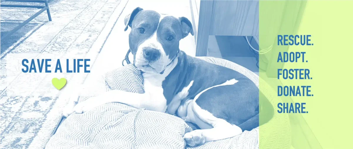Our Animal Shelters Need Your Help!